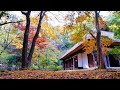 Close Your Eyes 白鳥英美子 東京 薬師池公園 紅葉