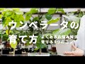 【完全版】ウンベラータの育て方を植物バイヤーが語る｜置き場所・温度・剪定、よくあるお悩みも解決！！
