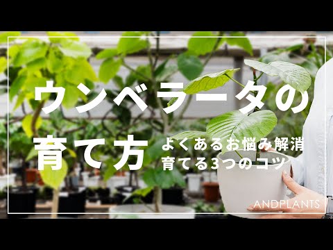 完全版】ウンベラータの育て方を植物バイヤーが語る｜置き場所・温度