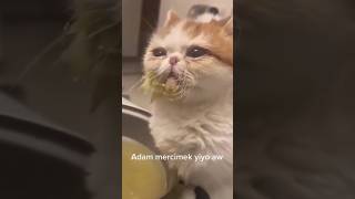Mercimek 😁