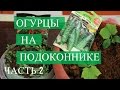 Огурцы на подоконнике. Часть 2.  (03.01.2017)