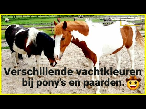 Video: De Verschillende Kleuren Van Paarden