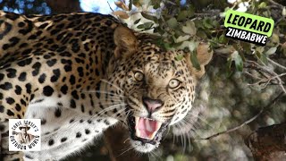 Terrifying Zimbabwe Leopard Hunt