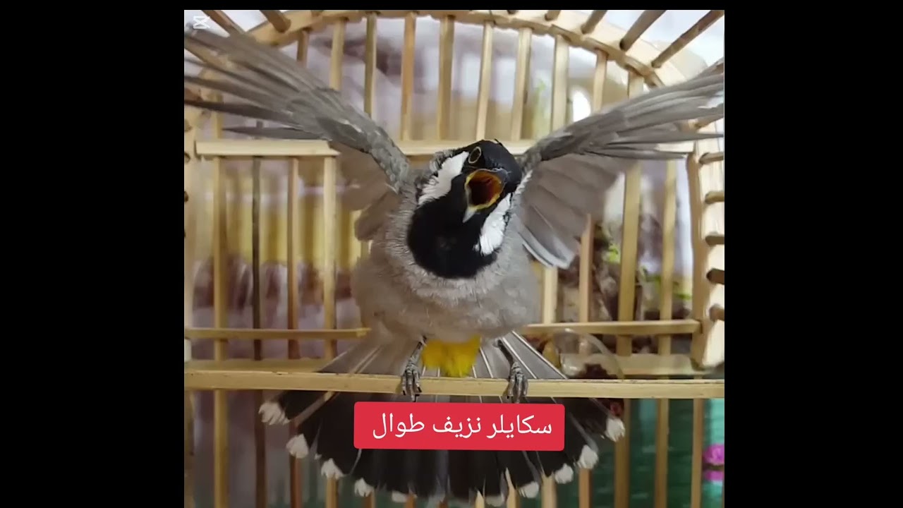 #السلام_عليكم_ورحمة_الله_وبركاته #اكسبلور #المراره #birds #طيور #العيون #الجميع