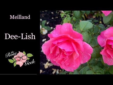 Video: Ano ang Meilland Roses?
