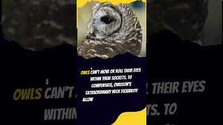 Unveiling the Mysteries: Rare Owl Facts You Didn’t Know|kids|quiz|learning| #generalknowledge #facts