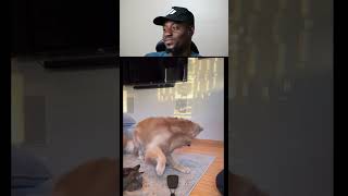 Teach Your Dog to Catch Like a Pro | Easy Training Guide