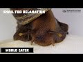 The snail nibbles and chews for 12 hours all the time // Relax video // Clever Cricket