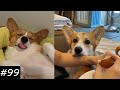 If You Want To Get A Corgi Watch This 😂🐶 | Funny Corgi Video