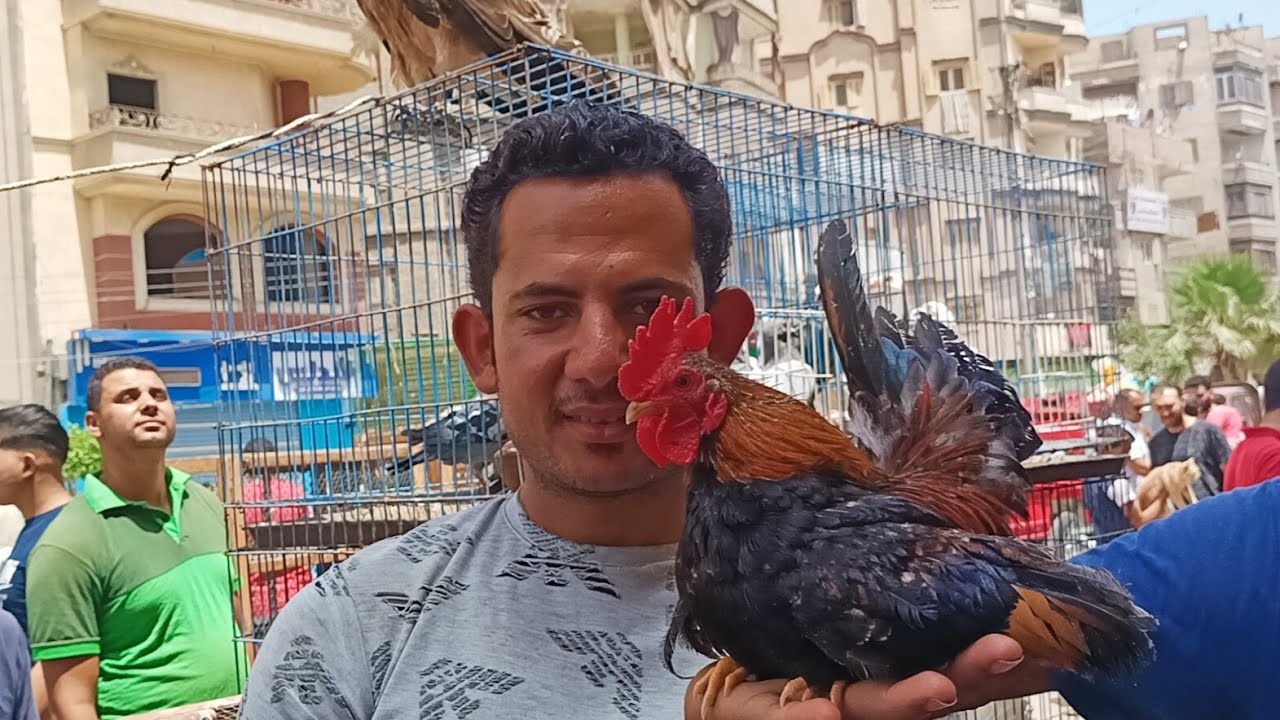 سوق المحله الكبرى اسعار الحمام و النسانيس والفراخ والعصافير والصقر رقم التليفون في الفيديو#العناني