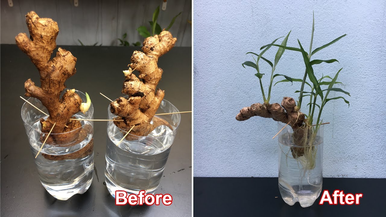 Recycle discarded plastic bottles to grow ginger hydroponically