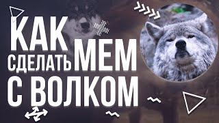 КАК СДЕЛАТЬ МЕМ С ВОЛКОМ? АУФ 🐺