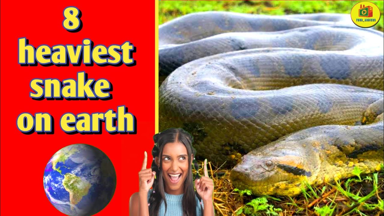 8 Heaviest Snake On Earth Largest Snake your abhi999 YouTube 8-heaviest-snake-on-earth-largest-snake-your-abhi999-youtube
