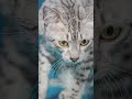 Top 10 rarest cats in the world 🐱 🐈 🌎