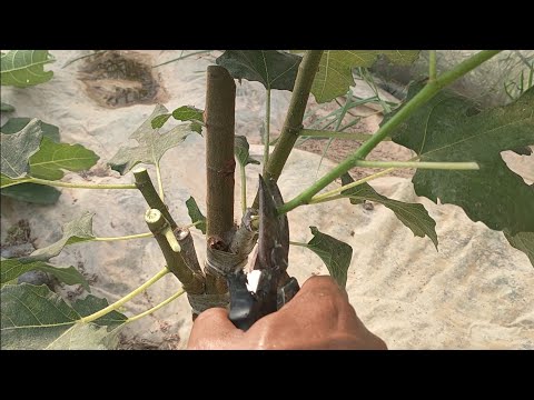 วีดีโอ: การตัดแต่งกิ่งต้นมะเดื่อ - เมื่อใดที่ฉันสามารถตัดแต่งต้นมะเดื่อในภาชนะได้