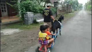 Jalan jalan pagi bersama DELKAM/Delman kambing