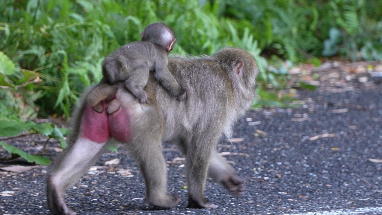 "Лучшие Стражи Мира" Полная Приверженность Макак Якушима Защите Детеныша Обезьяны Поистине Бесценна