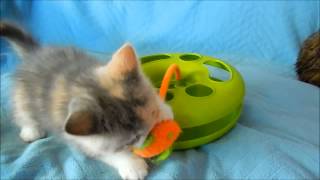 Exotic Shorthair Kitten at 8 weeks by Chustmi 746 views 9 years ago 45 seconds