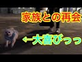 【誰か気づかず後退り】家族との再会に喜ぶチワワのくーちゃん!家族だとわかった後の喜びの舞に胸きゅん♡ぴょんぴょん跳ね回り報告に走ってやってくる姿がたまりません💘