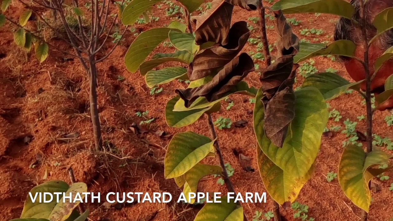 StemBorer in Custard apple plant