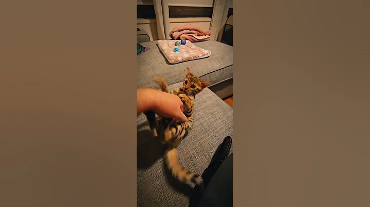 Watch the video about Bengal Cat Attacks Man, rules of Engagement