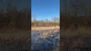 📢 Sound On - Spring Peepers (Pseudacris crucifer) #TheWatershedInstitute