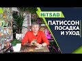 Патиссоны ✔️ Выращивание и Уход ✔️ Советы от Хитсад ТВ