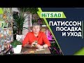 Squash Growing And Care Tips From HitSad TV 