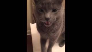 grey cat talking back