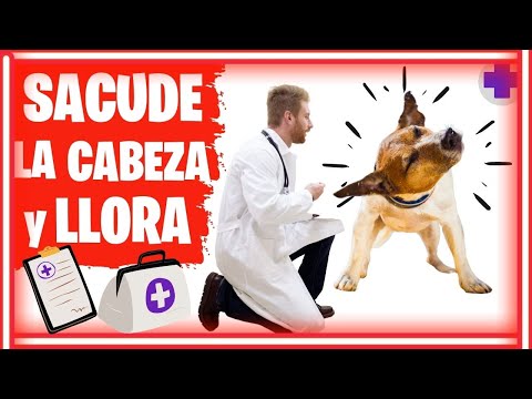 Video: Hemotomas en la orejera en perros