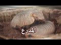 حيوانات - المدرع