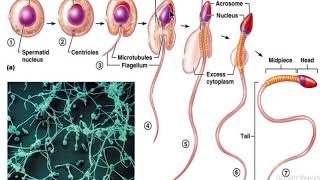Spermiogenesis
