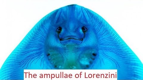 “Biomimicry”- sharks sixth Sense - The Ampullae of Lorenzini/electroreceptors  !!
