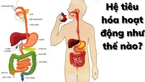 Heệ thống tiêu hóa con người là gì năm 2024