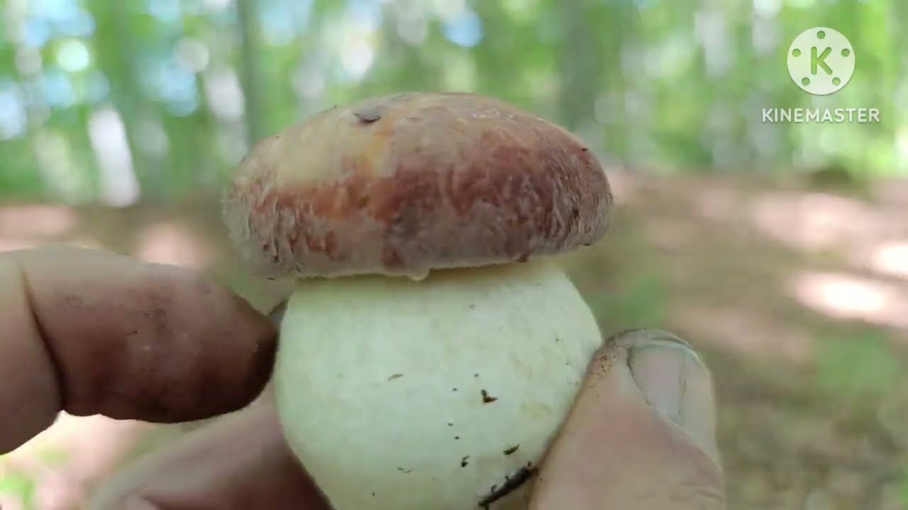 Красиві боровики,казкова природа?Все тут,на моєму каналі.