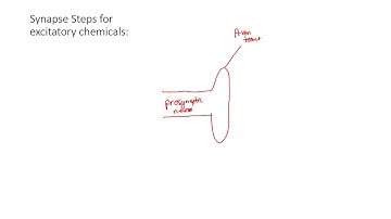Teaching Video on Synapse Biology 30