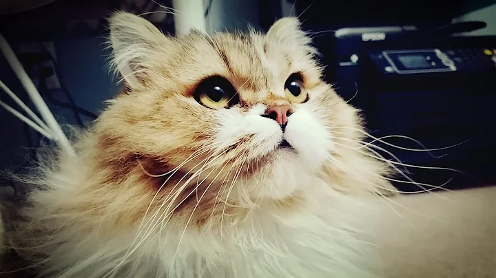 Video 11904201: munchkin cat fight, lovely munchkin cat, cute cat