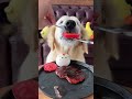 #GreedyGoldenRetriever#DogEatsBetterThanMeSeries#PAW Patrol#GreedyGoldenRetriever#Immersive