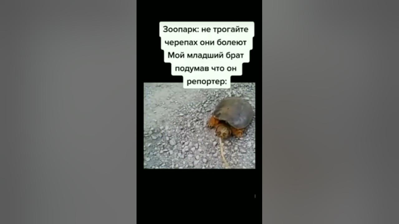 черепашка мем - YouTube