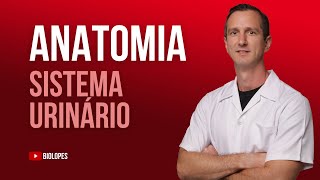 SISTEMA URINÁRIO HUMANO - BIOLOPES