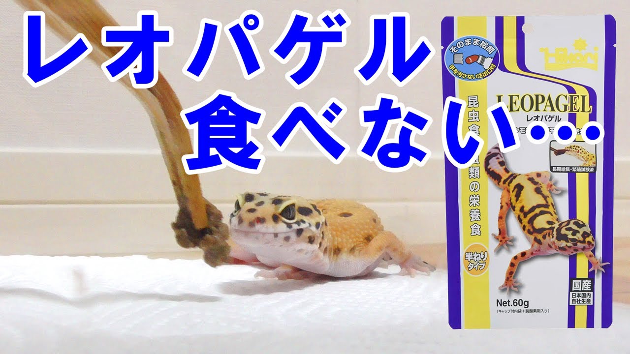 レオパゲルを食べないヒョウモントカゲモドキ 置き餌もダメ Youtube