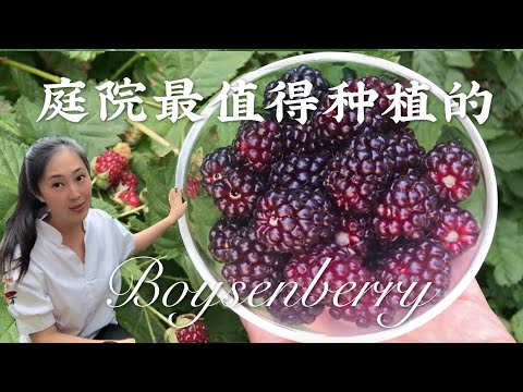【种植22】后院最值得种植，性价比最高的水果--波森莓（黑莓）boysenberry plant，种植新手也适合