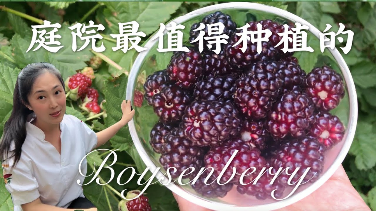 种植22 后院最值得种植 性价比最高的水果 波森莓 黑莓 Boysenberry Plant 种植新手也适合 Youtube 种植22 后院最值得种植 性价比最高的水果 波森莓 黑莓 Boysenberry Plant 种植新手也适合 Youtube