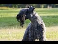 Kerry Blue Terrier の動画、YouTube動画。