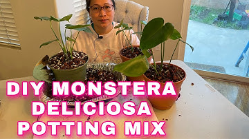 DIY MONSTERA DELICIOSA POTTING MIX| NO ROOT ROT POTTING MIX| SOIL LESS POTTING MIX