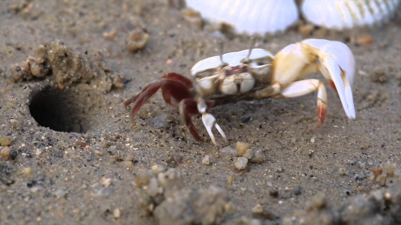 Fiddler Crab In Mangrove Forest YouTube