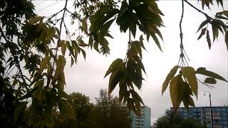 2020-09-11 Autumn rainy morning, + 8 ° C, Bratsk, Siberia, Russia
