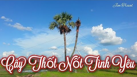 Cây Thốt Nốt Tình Yêu ở Tây Ninh/ Ngày 29 tháng 5 năm 2021@JimLangThang