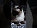 Don’t Ignore Your Cat at Night… 😨