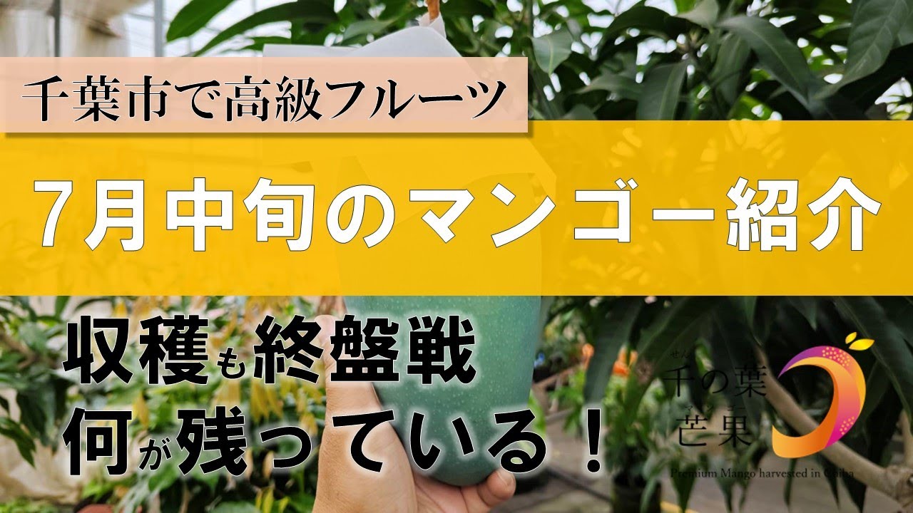 Domestic Mangoes] Here's an update for July 16, 2024! - YouTube